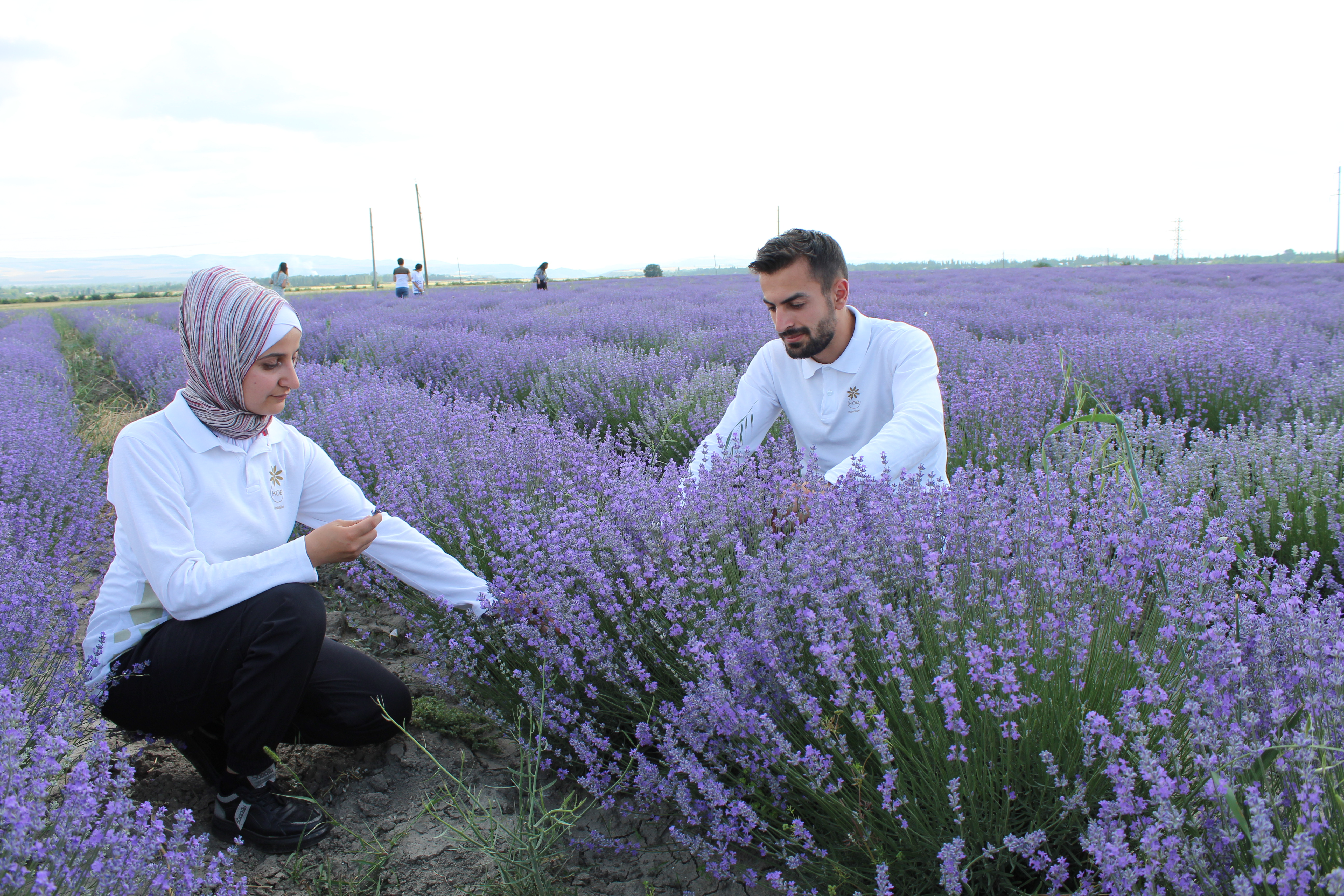 Gabala lavender farm to expand its activity 