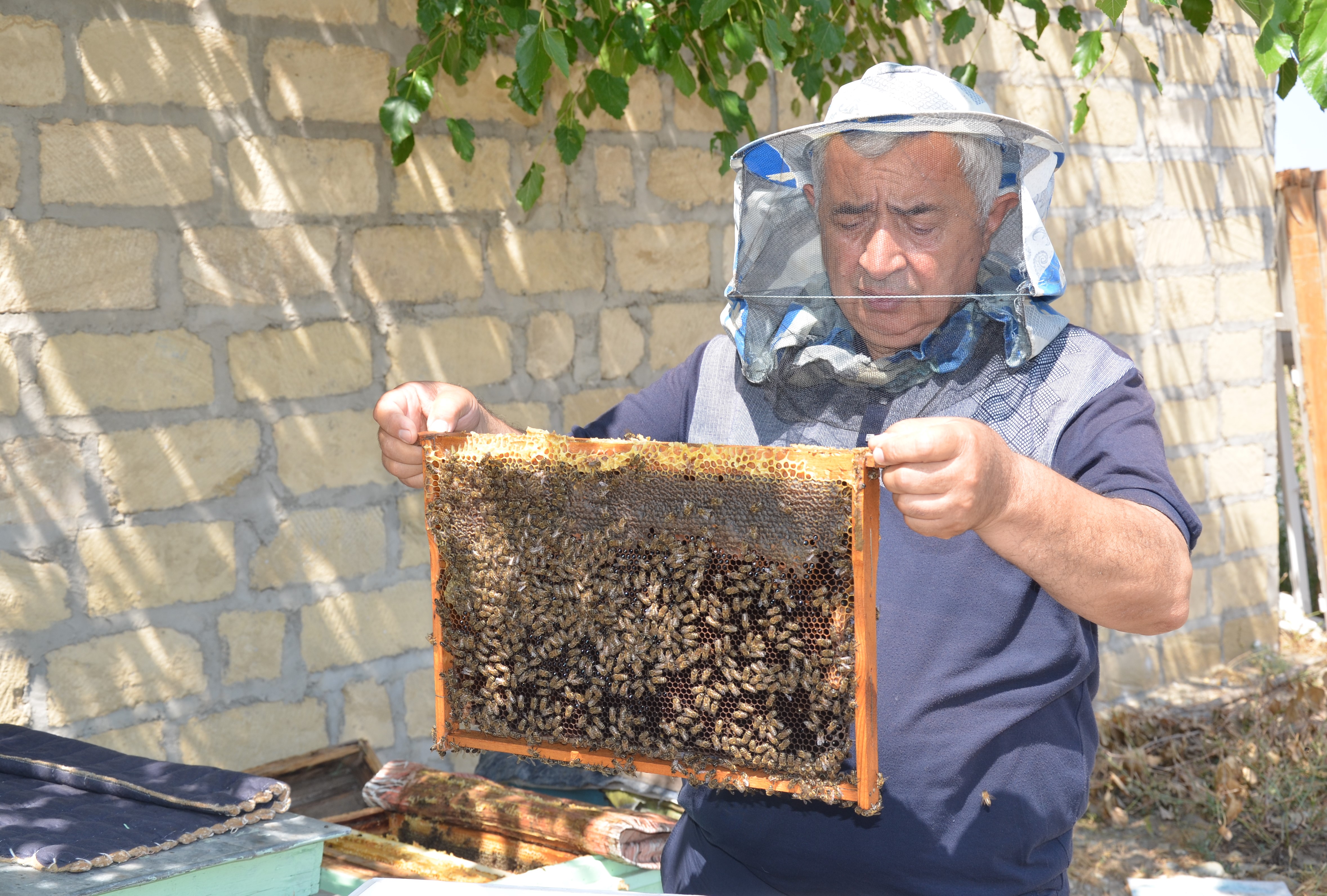 Успешно завершены испытания устройства для повышения продуктивности пчел 