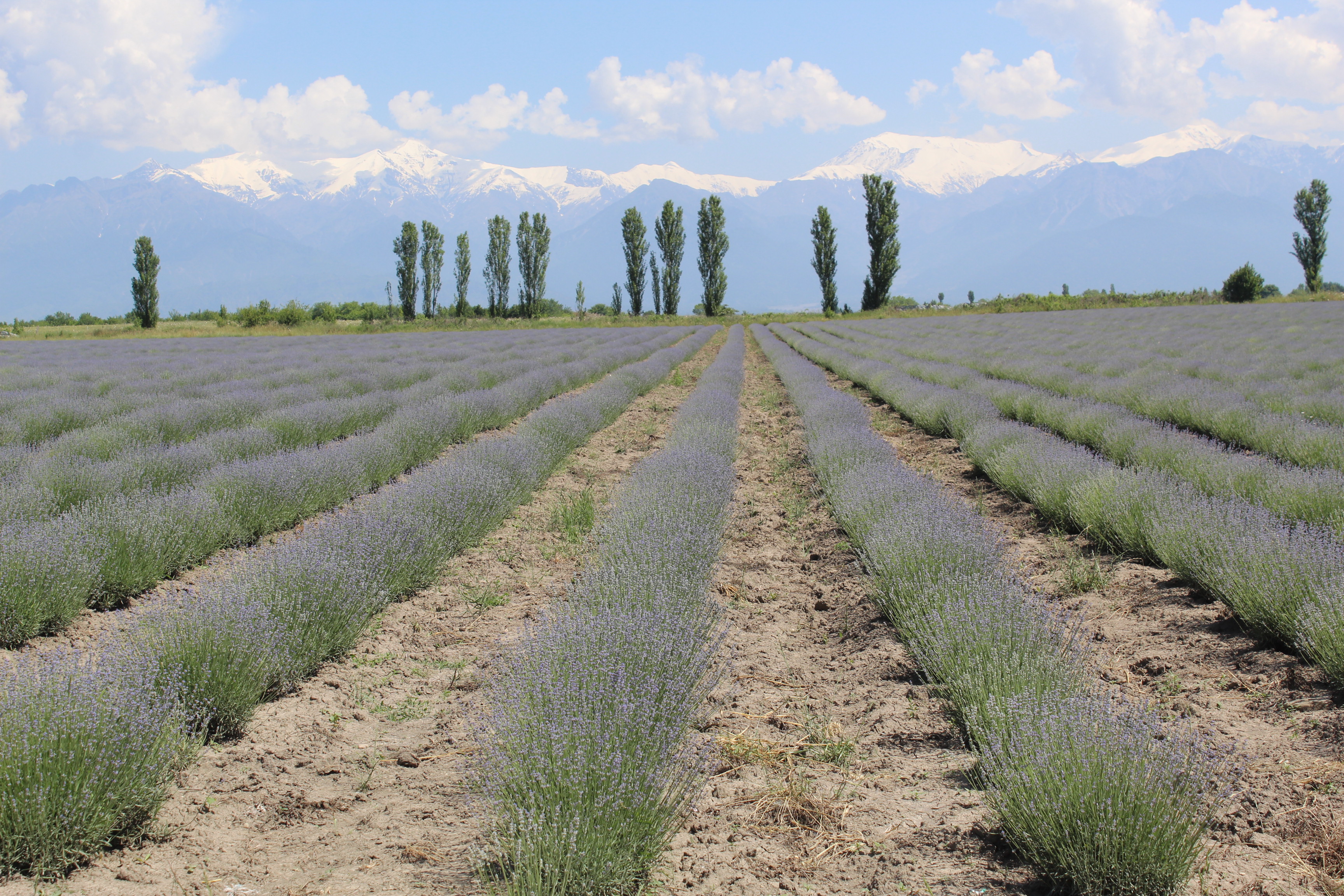 Lavender Festival is held in Gabala region 