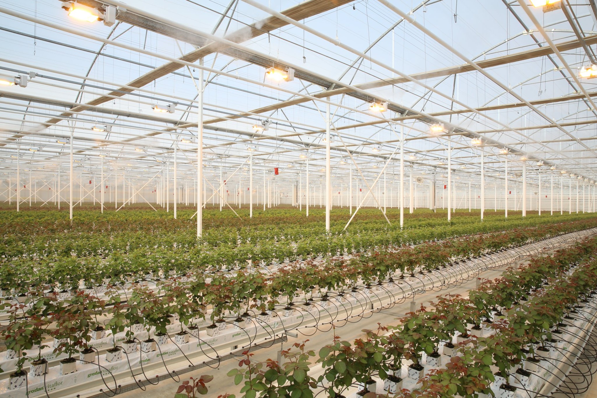 SMBDA supported the establishment of greenhouse farmstead in Shamkir 