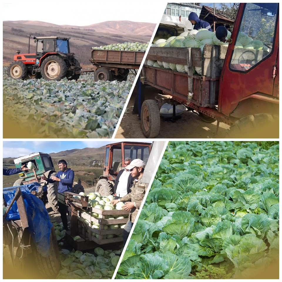 SMBDA has supported farmers engaging in the sale of cabbage in Gusar 